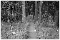 Boardwalk in meadow, Hot Springs Creek. Lassen Volcanic National Park ( black and white)