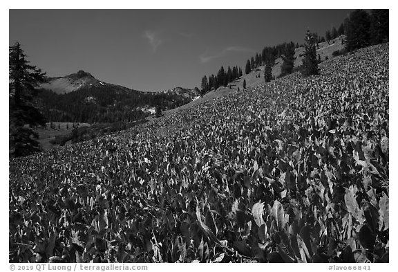 Hillside covered with arrow leaf balsam roots. Lassen Volcanic National Park (black and white)