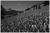 Hillside covered with arrow leaf balsam roots. Lassen Volcanic National Park ( black and white)