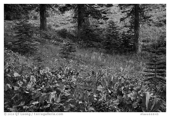 Arrow leaf balsam roots in meadow. Lassen Volcanic National Park (black and white)