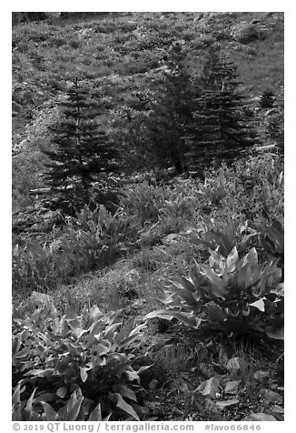 Arrow leaf balsam root flowers and fir in meadow. Lassen Volcanic National Park (black and white)