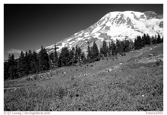 Flowers at Paradise and Mt Rainier, morning. Mount Rainier National Park (black and white)