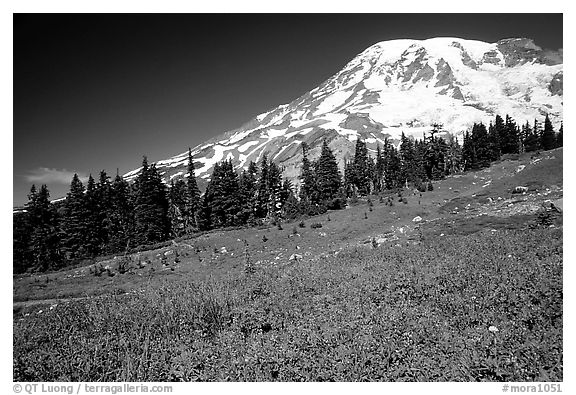 Flowers at Paradise and Mt Rainier, morning. Mount Rainier National Park, Washington, USA.