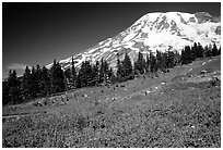 Flowers at Paradise and Mt Rainier, morning. Mount Rainier National Park, Washington, USA. (black and white)