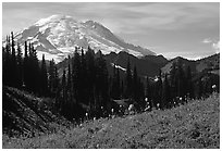 Mt Rainier from Tipsoo Lake area, afternoon. Mount Rainier National Park, Washington, USA. (black and white)