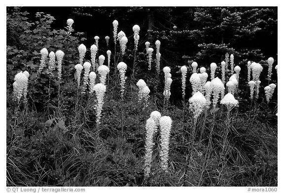 Tall beargrass flowers. Mount Rainier National Park, Washington, USA.