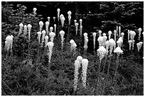 Tall beargrass flowers. Mount Rainier National Park, Washington, USA. (black and white)