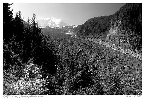 Mt Rainier above debris-covered Carbon Glacier. Mount Rainier National Park, Washington, USA.