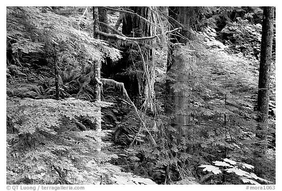 Foliage, Carbon rainforest. Mount Rainier National Park, Washington, USA.