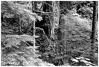 Foliage, Carbon rainforest. Mount Rainier National Park, Washington, USA. (black and white)