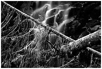 Waterfall in  Carbon rainforest area. Mount Rainier National Park, Washington, USA. (black and white)