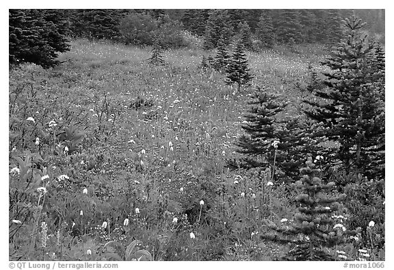 Wildflowers and trees at Paradise. Mount Rainier National Park (black and white)