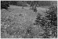 Wildflowers and trees at Paradise. Mount Rainier National Park, Washington, USA. (black and white)