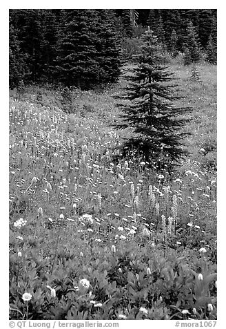 Wildflowers and trees at Paradise. Mount Rainier National Park (black and white)