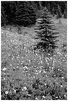 Wildflowers and trees at Paradise. Mount Rainier National Park, Washington, USA. (black and white)