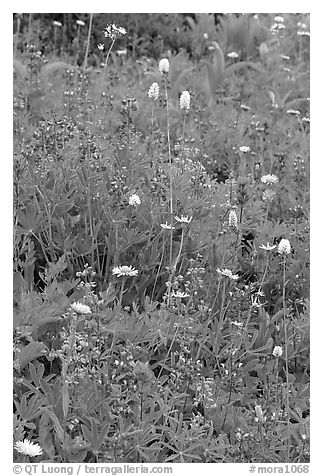 Wildflowers at Paradise. Mount Rainier National Park, Washington, USA.