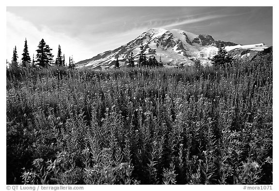 Dense carpet of wildflowers and Mt Rainier from Paradise, late afternoon. Mount Rainier National Park, Washington, USA.