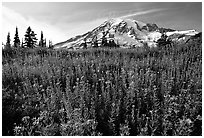Dense carpet of wildflowers and Mt Rainier from Paradise, late afternoon. Mount Rainier National Park, Washington, USA. (black and white)