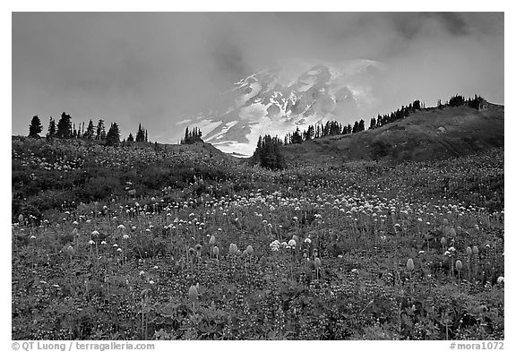 Lupine and Mt Rainier in fog from Paradise. Mount Rainier National Park, Washington, USA.