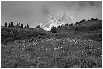 Lupine and Mt Rainier in fog from Paradise. Mount Rainier National Park ( black and white)