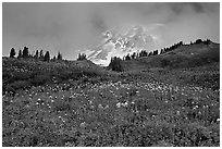 Lupine and Mt Rainier in fog from Paradise. Mount Rainier National Park, Washington, USA. (black and white)