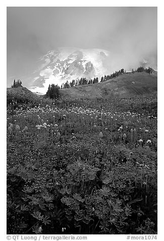 Lupine and Mt Rainier shrouded in fog from Paradise. Mount Rainier National Park (black and white)