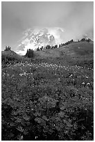 Lupine and Mt Rainier shrouded in fog from Paradise. Mount Rainier National Park, Washington, USA. (black and white)