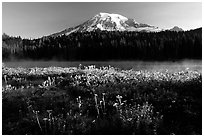 Carpet of summer flowers, Reflection Lake, and Mt Rainier, sunrise. Mount Rainier National Park, Washington, USA. (black and white)