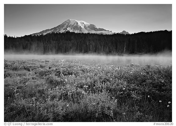 Wildflowers, Reflection Lake with fog raising, and Mt Rainier, sunrise. Mount Rainier National Park, Washington, USA.