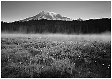 Wildflowers, Reflection Lake with fog raising, and Mt Rainier, sunrise. Mount Rainier National Park, Washington, USA. (black and white)