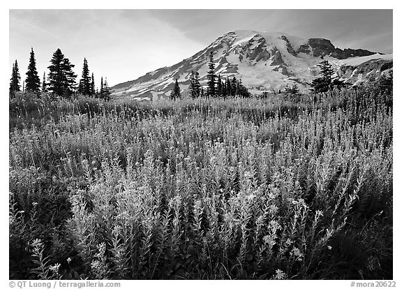 Field of pink flowers and Mount Rainier, late afternoon. Mount Rainier National Park, Washington, USA.