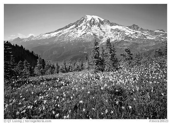 Avalanche lillies and Mt Rainier seen from  Tatoosh range, afternoon. Mount Rainier National Park, Washington, USA.