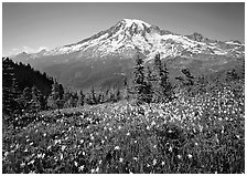 Avalanche lillies and Mt Rainier seen from the Tatoosh range, afternoon. Mount Rainier National Park ( black and white)