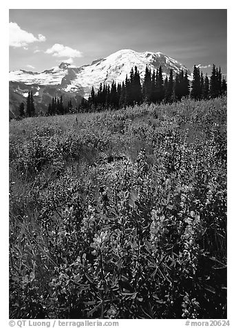 Lupines and Mt Rainier from Sunrise, morning. Mount Rainier National Park, Washington, USA.