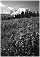 Lupines and Mt Rainier from Sunrise, morning. Mount Rainier National Park, Washington, USA. (black and white)