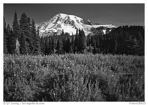 Lupine, conifers, and Mt Rainier, Paradise. Mount Rainier National Park (black and white)