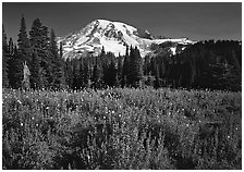 Lupine, conifers, and Mt Rainier, Paradise. Mount Rainier National Park ( black and white)