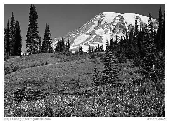Meadow, wildflowers, trees, and Mt Rainier, Paradise. Mount Rainier National Park (black and white)