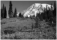 Meadow, wildflowers, trees, and Mt Rainier, Paradise. Mount Rainier National Park, Washington, USA. (black and white)