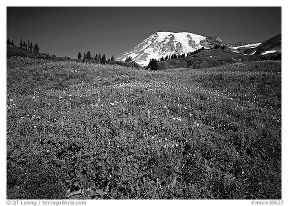 Lupine in meadow and Mt Rainier, Paradise. Mount Rainier National Park (black and white)