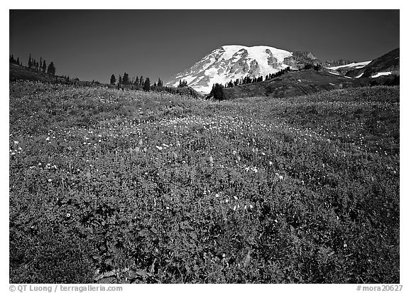 Lupine in meadow and Mt Rainier, Paradise. Mount Rainier National Park, Washington, USA.