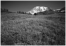 Lupine in meadow and Mt Rainier, Paradise. Mount Rainier National Park, Washington, USA. (black and white)