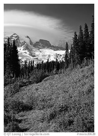 Meadow below Mount Rainier caped by cloud. Mount Rainier National Park (black and white)