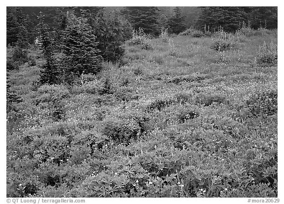 Meadow with wildflowers and fog, Paradise. Mount Rainier National Park, Washington, USA.