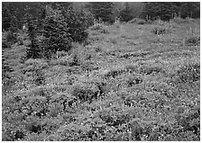 Meadow with wildflowers and fog, Paradise. Mount Rainier National Park ( black and white)