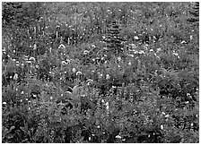 Meadow detail with multicolored wildflower carpet, Paradise. Mount Rainier National Park, Washington, USA. (black and white)