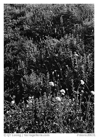 Close-up of meadow with wildflowers, Paradise. Mount Rainier National Park (black and white)