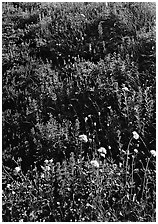 Close-up of meadow with wildflowers, Paradise. Mount Rainier National Park, Washington, USA. (black and white)