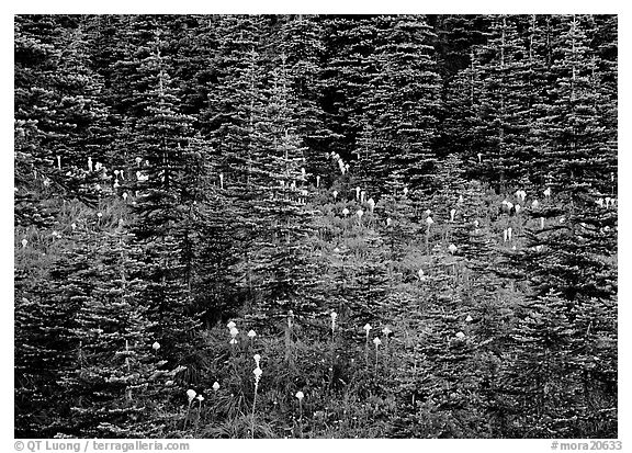 Beargrass and conifer forest. Mount Rainier National Park (black and white)