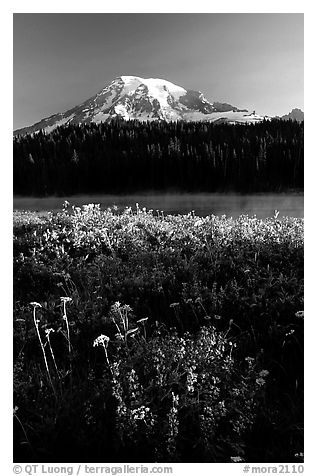 Summer wildflowers, Lake, and Mt Rainier, sunrise. Mount Rainier National Park, Washington, USA.